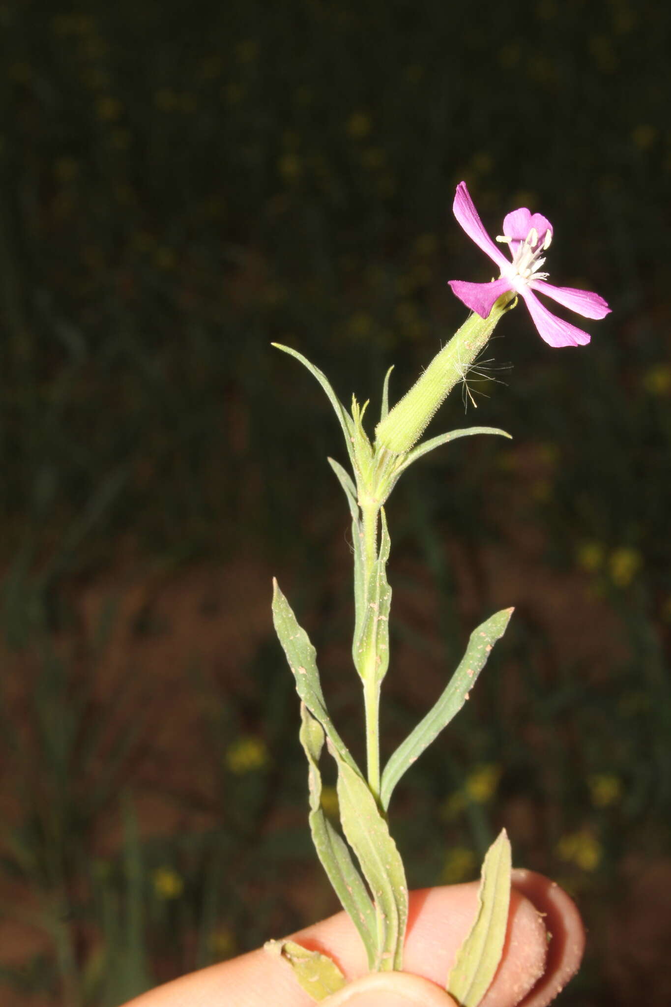 Image de Silene conoidea L.