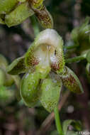 Image of Lustrous black Catasetum