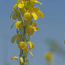 Image of Erysimum raulinii Boiss.