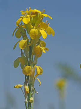 Image of Erysimum raulinii Boiss.