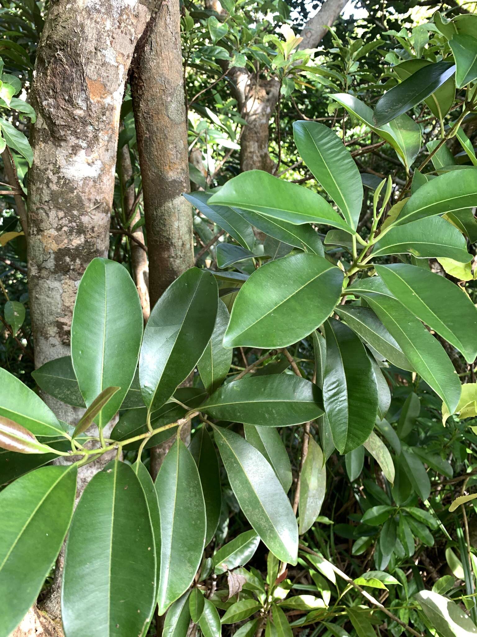 Image of Syzygium densinervium var. insulare Chang