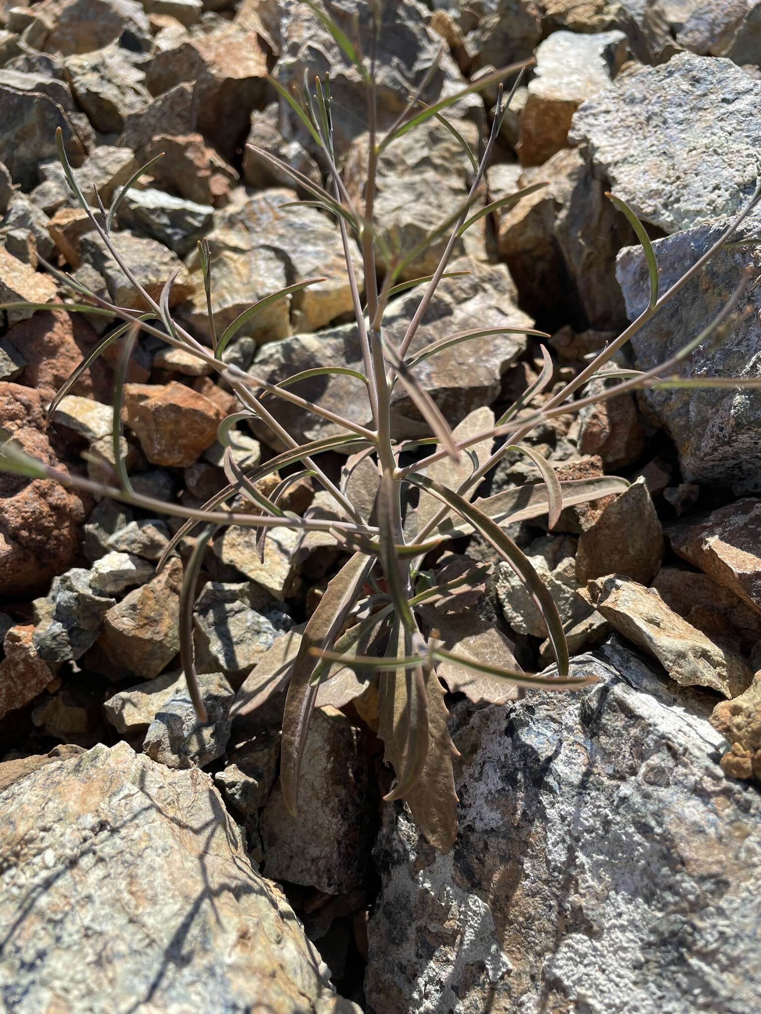 Image of bearded jewelflower