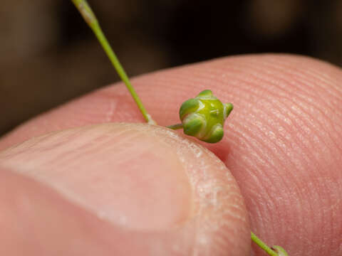 Image of slimleaf drymary