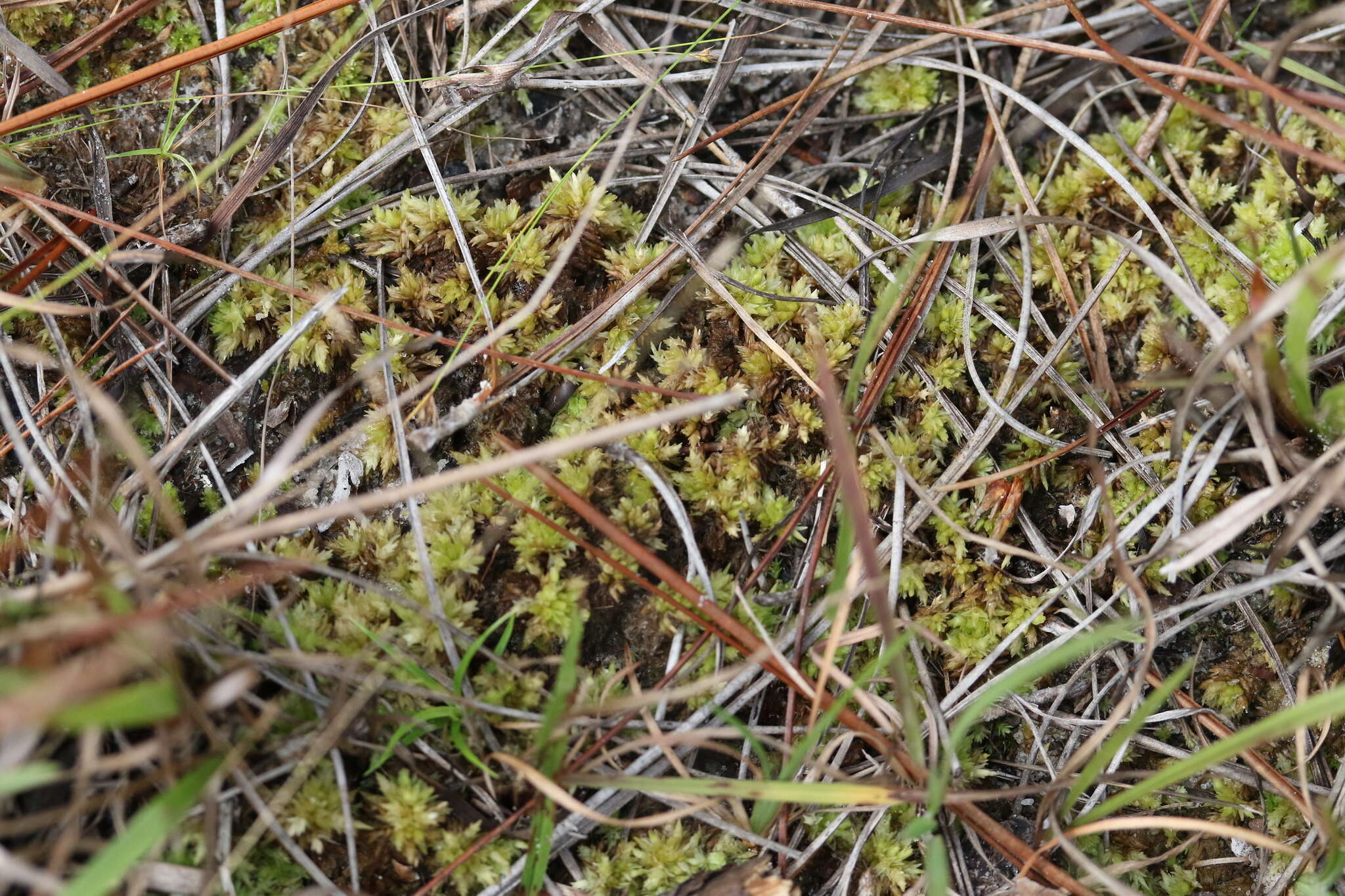 Image de Sphagnum perichaetiale Hampe ex C. Müller 1848