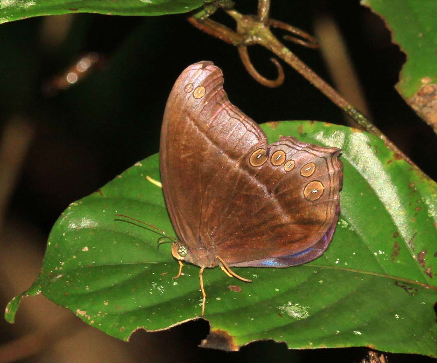 Image of Coelites epiminthia Westwood (1851)