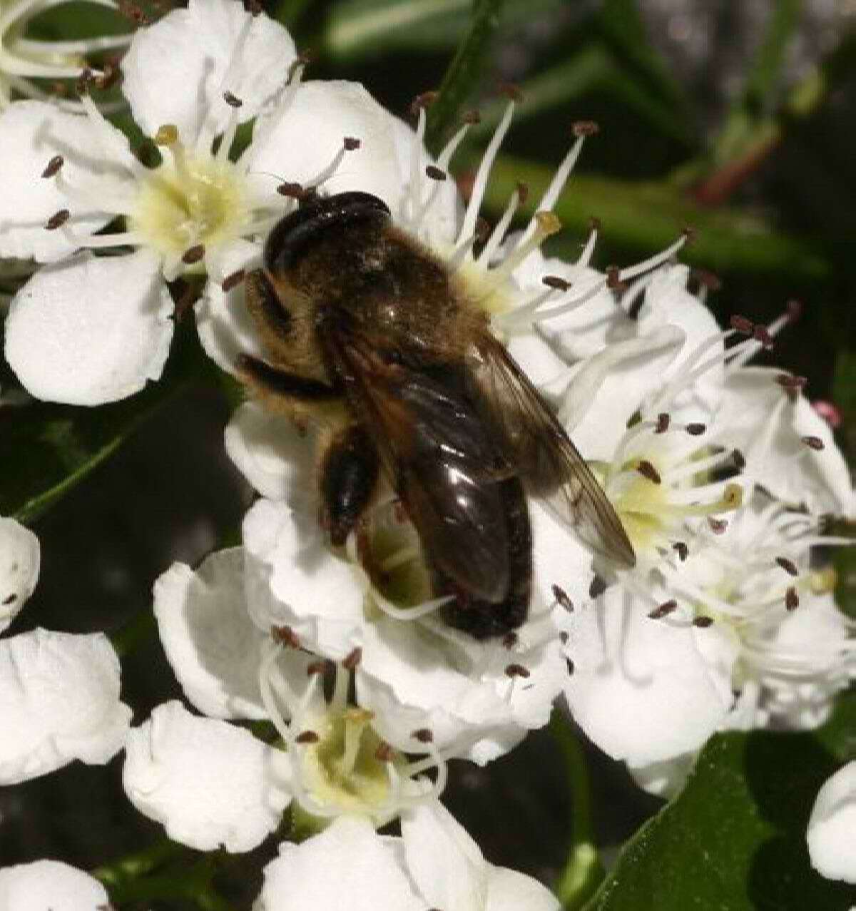 Image of Criorhina pachymera (Egger 1858)