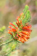 Image of Erica grandiflora subsp. grandiflora