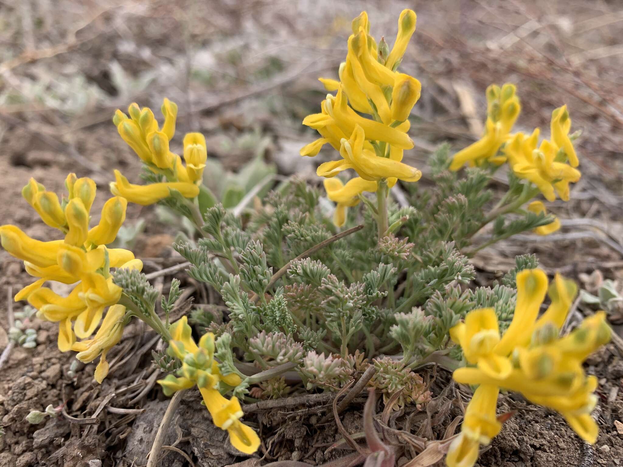 Image de Corydalis curvisiliqua subsp. occidentalis (Engelm. ex A. Gray) W. A. Weber