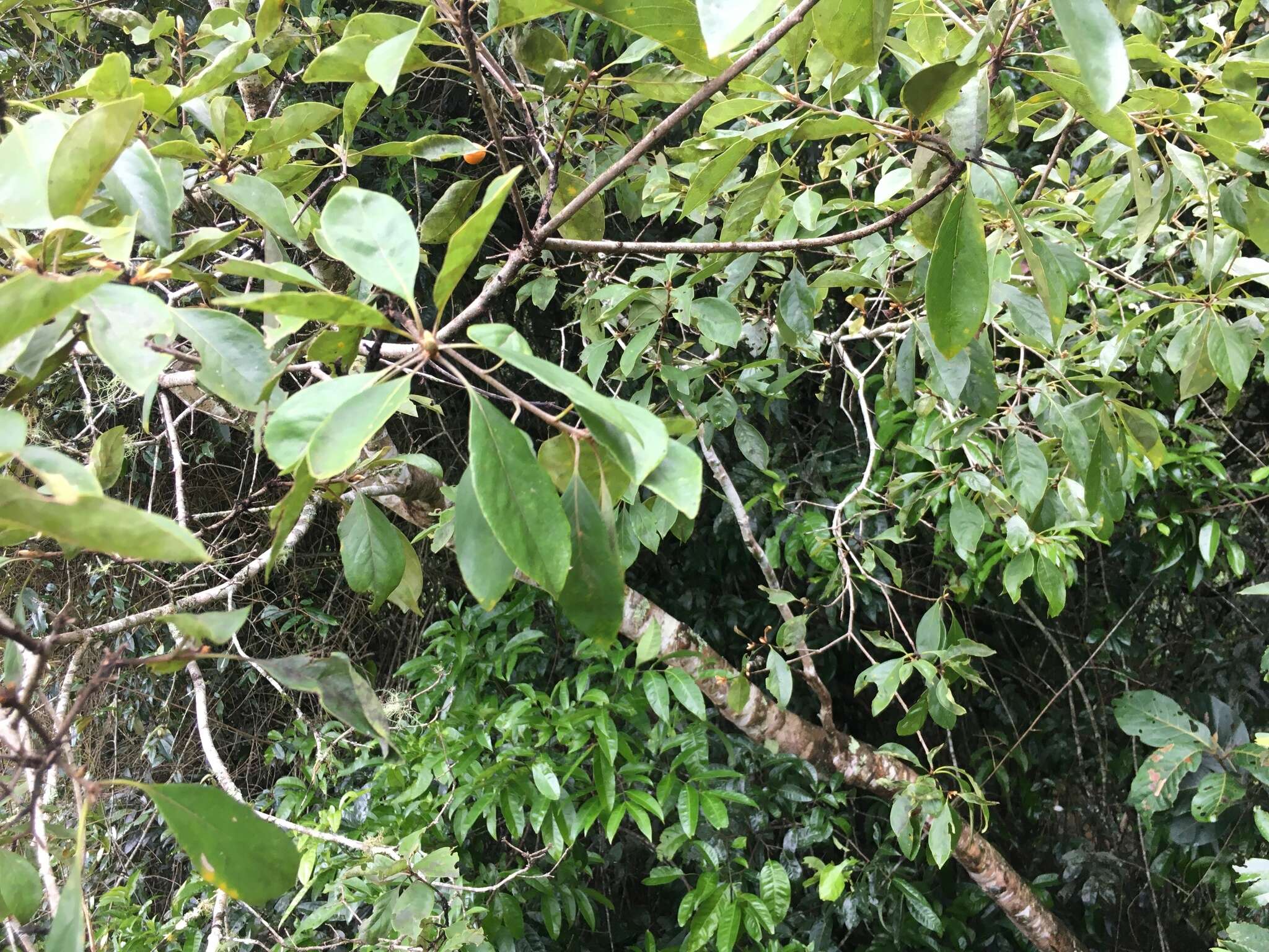 Image of Rusty Pittosporum