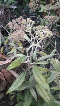 Image of Ageratina asclepiadea (L. fil.) R. King & H. Rob.