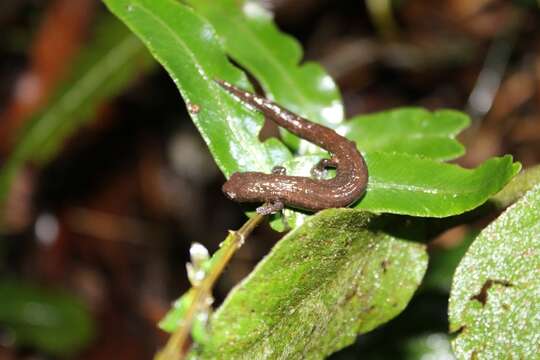 Image of Peter's Climbing Salamander