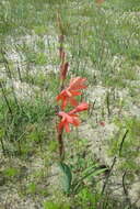 Imagem de Watsonia meriana var. meriana