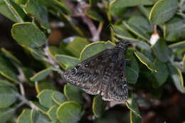 Image de Erynnis meridianus Bell 1927