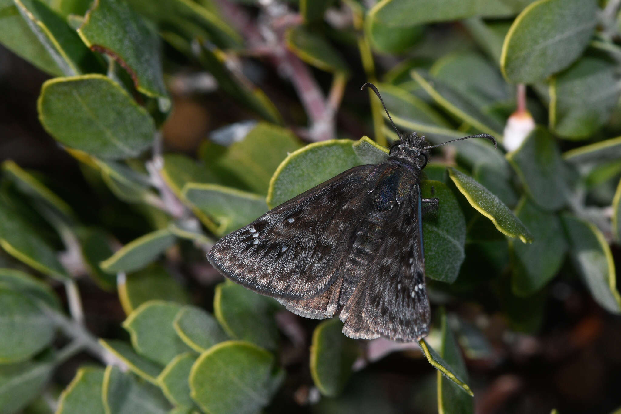 Imagem de Erynnis meridianus Bell 1927