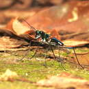 Plancia ëd Cicindela (Calochroa) hamiltoniana J. Thomson 1857