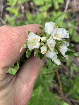 Imagem de Polemonium foliosissimum var. alpinum Brand