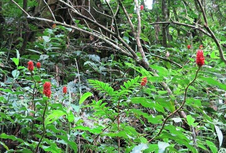 Imagem de Costus montanus Maas