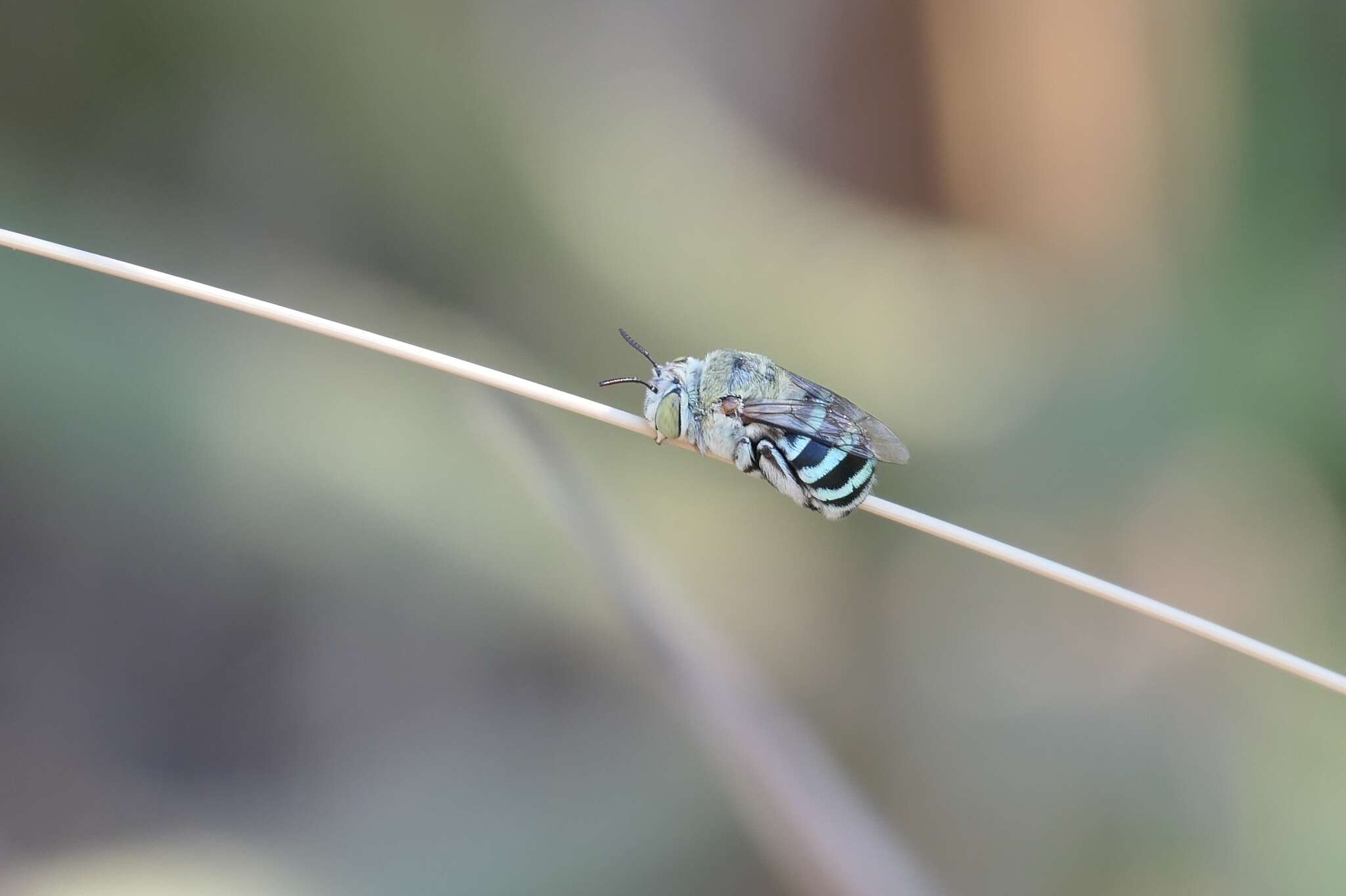 Image of Amegilla chlorocyanea (Cockerell 1914)