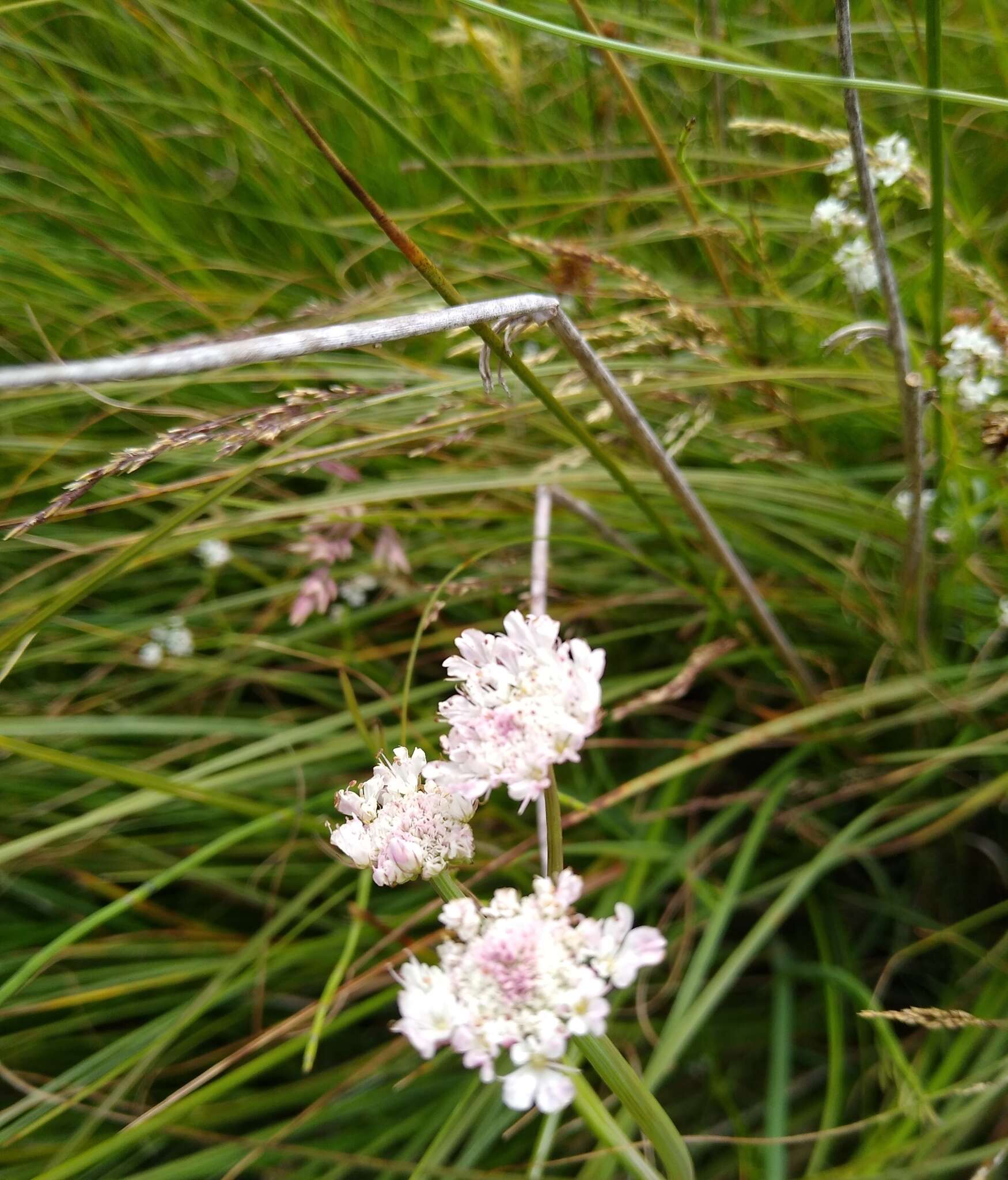 Oenanthe fistulosa L.的圖片