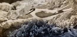 Image of Gray-backed Tern