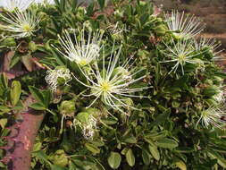 Image of Bush Maerua