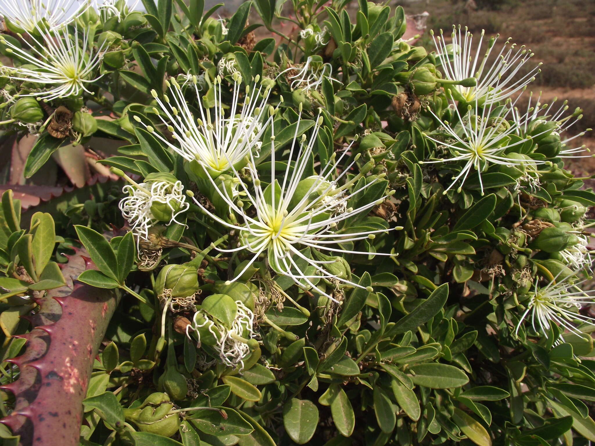 Image of Bush Maerua