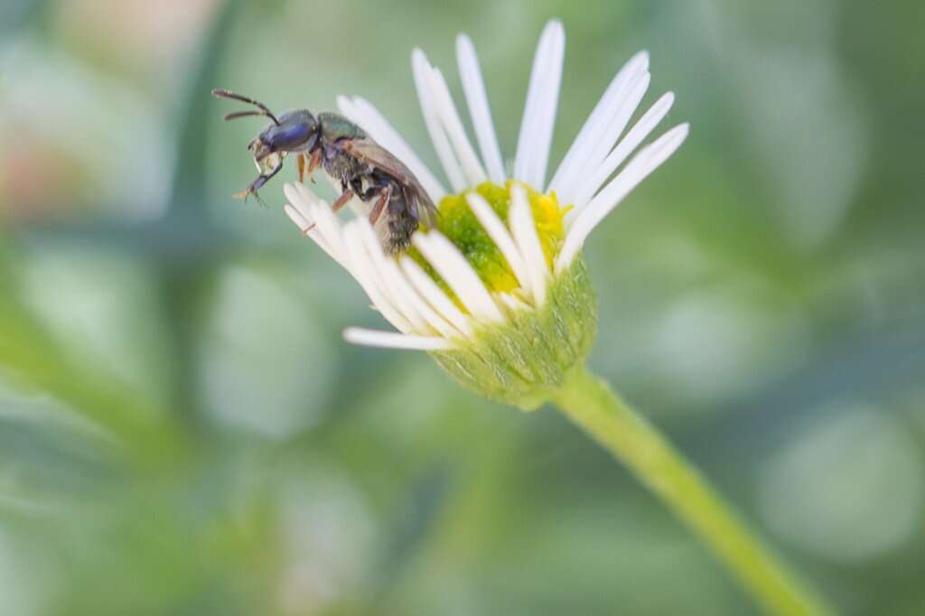 Image of Lasioglossum urbanum (Smith 1879)