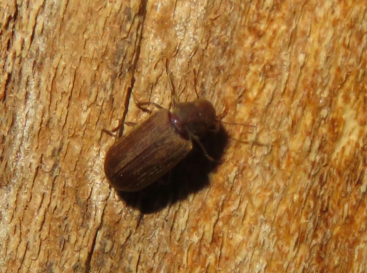 Image of furniture beetle