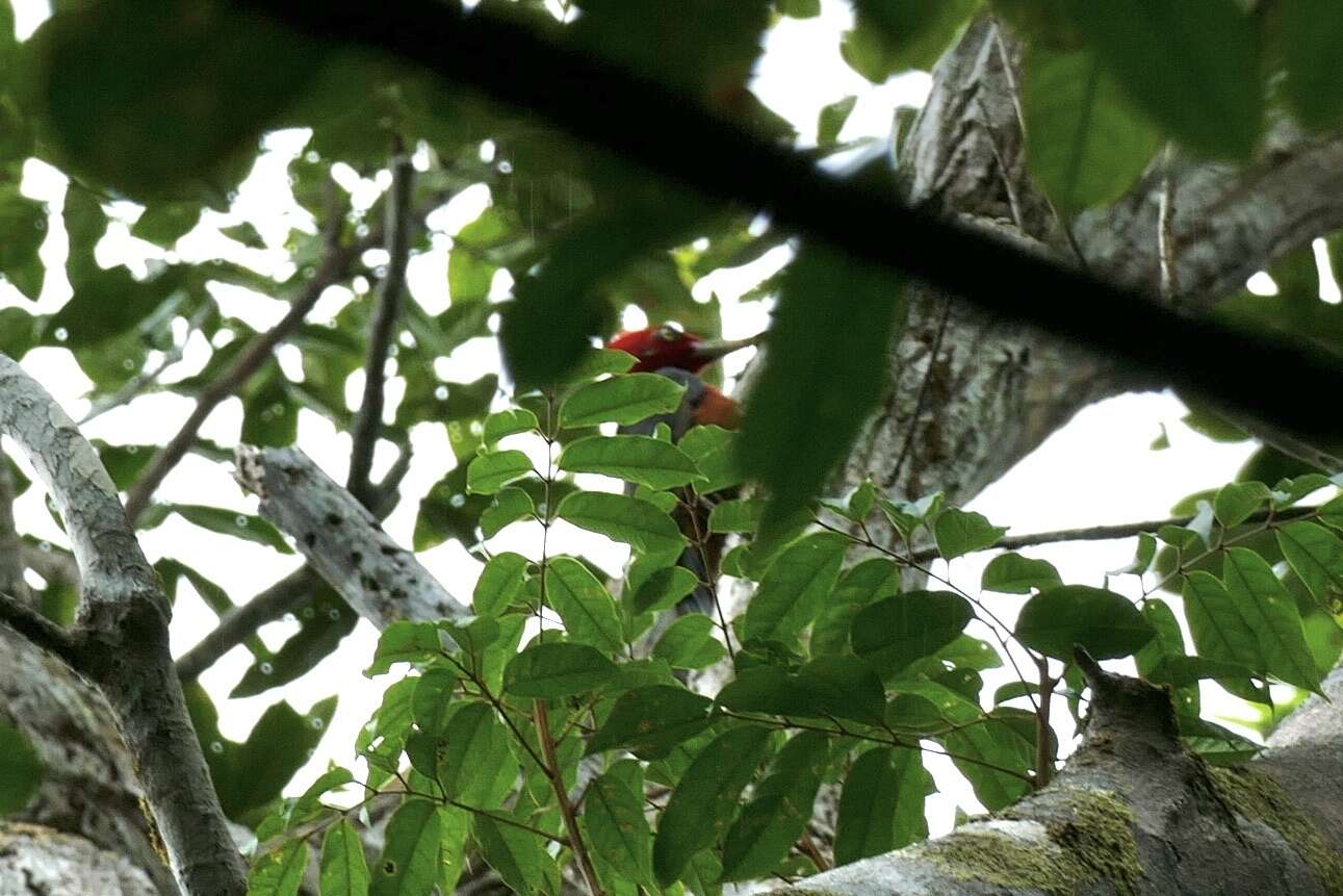 Image of Red-necked Woodpecker