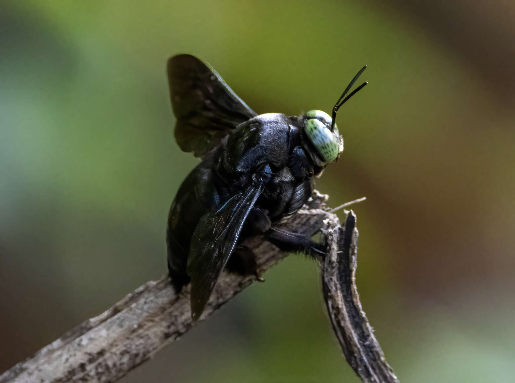 Plancia ëd Xylocopa perforator Smith 1861