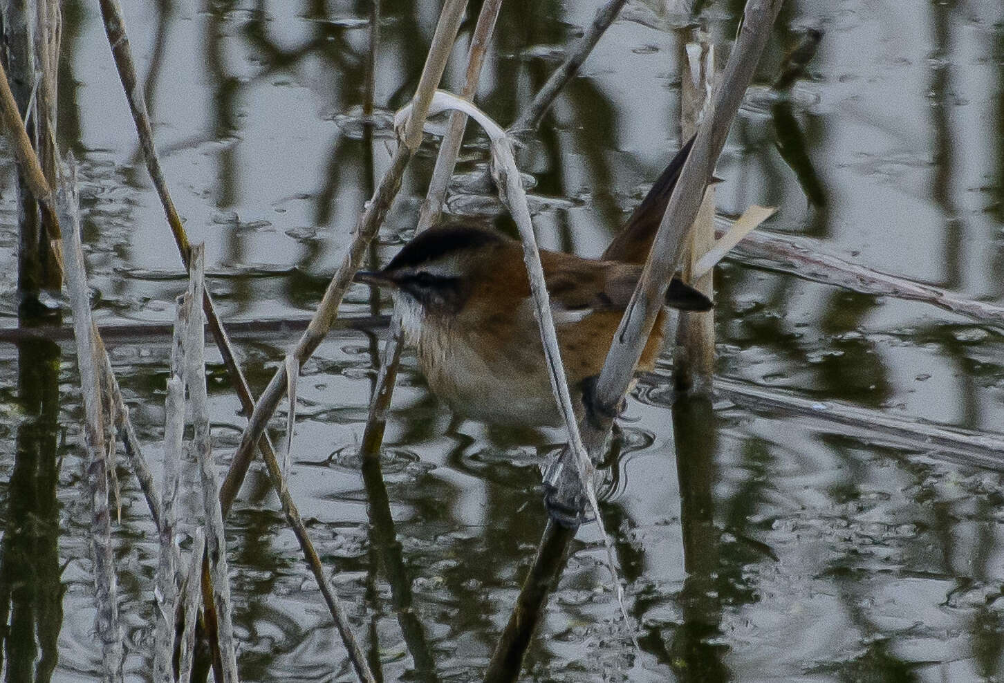 Image of Moustached Warbler