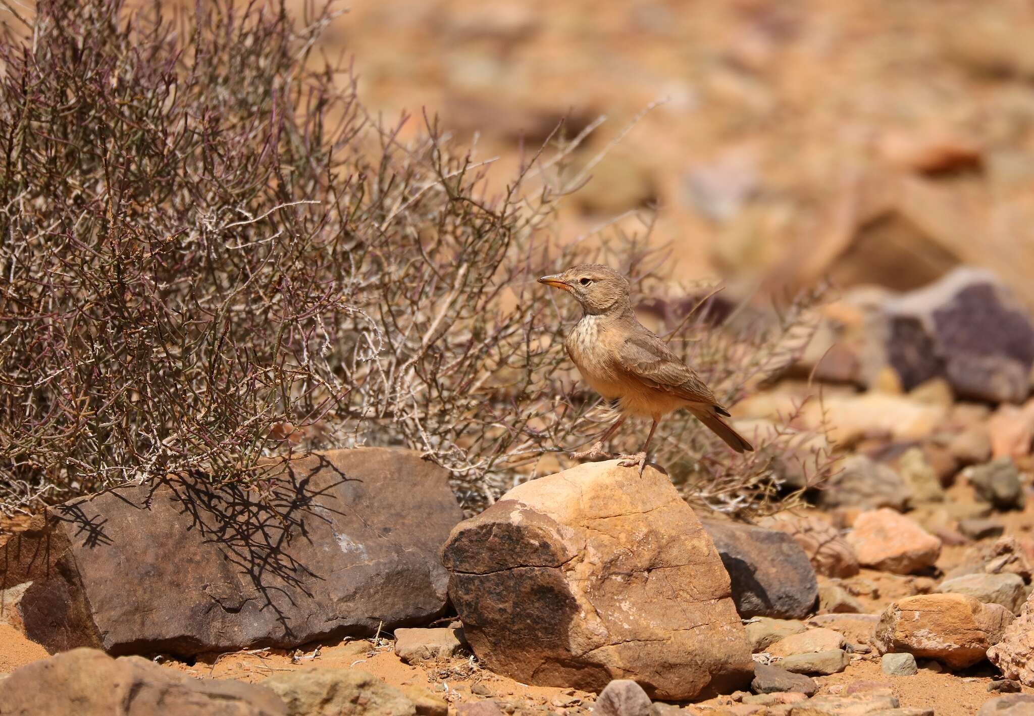 Image of Desert Lark