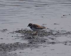 Image of Semipalmated Plover