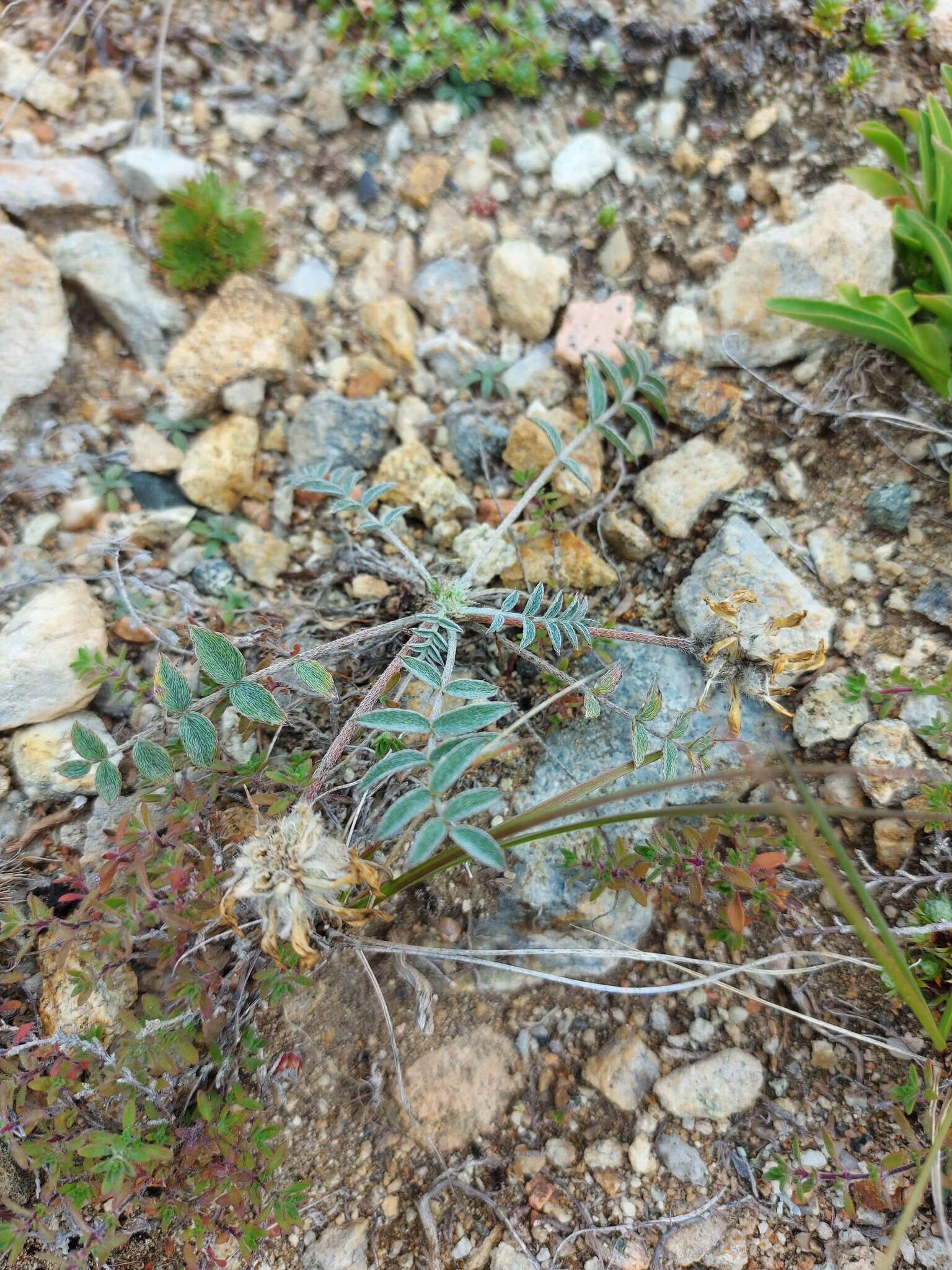 Plancia ëd Astragalus laguroides Pall.