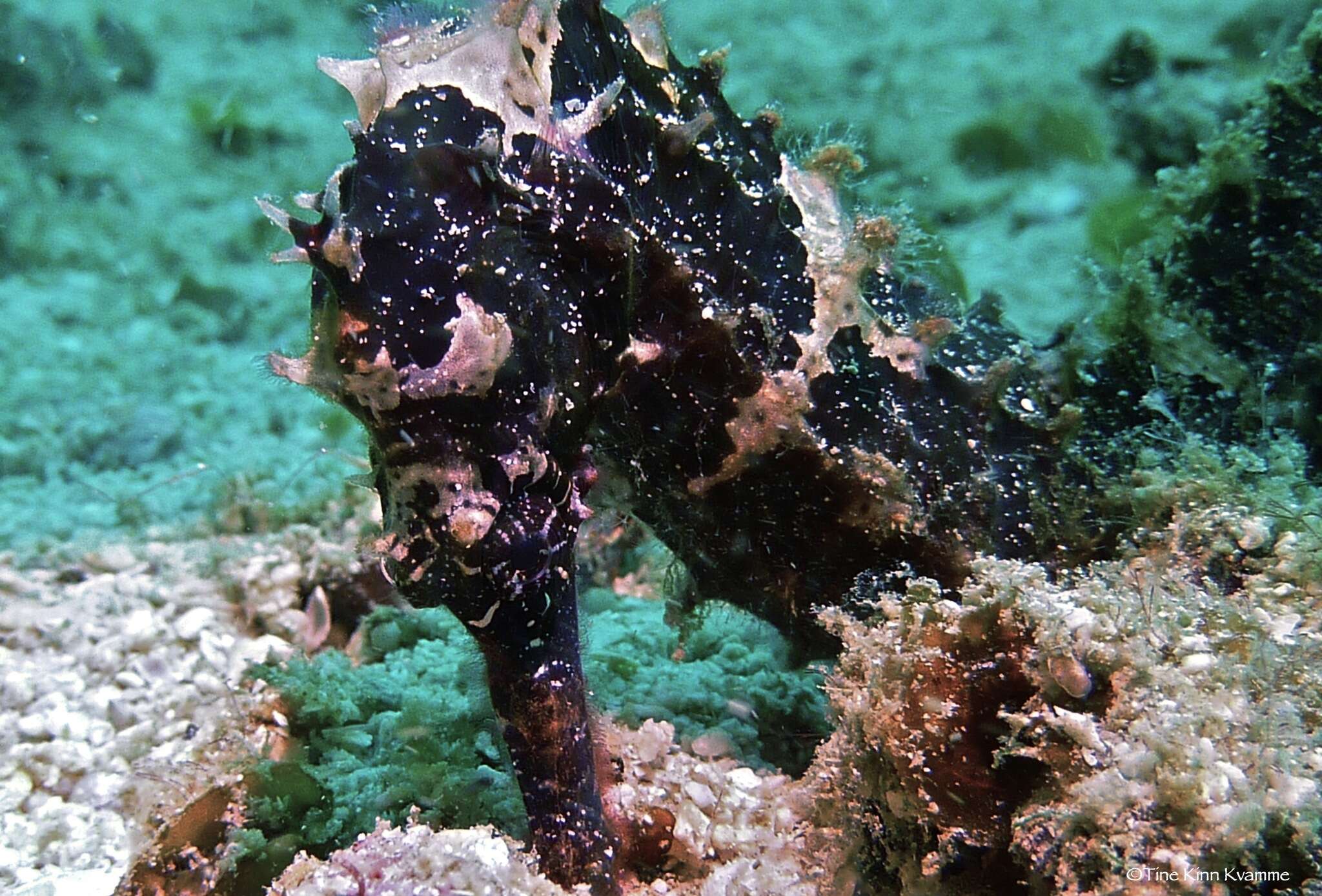 Image of Half-spined Seahorse