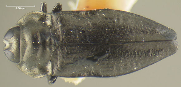 Image of <i>Aphanisticus affinis</i> Kerremans 1900