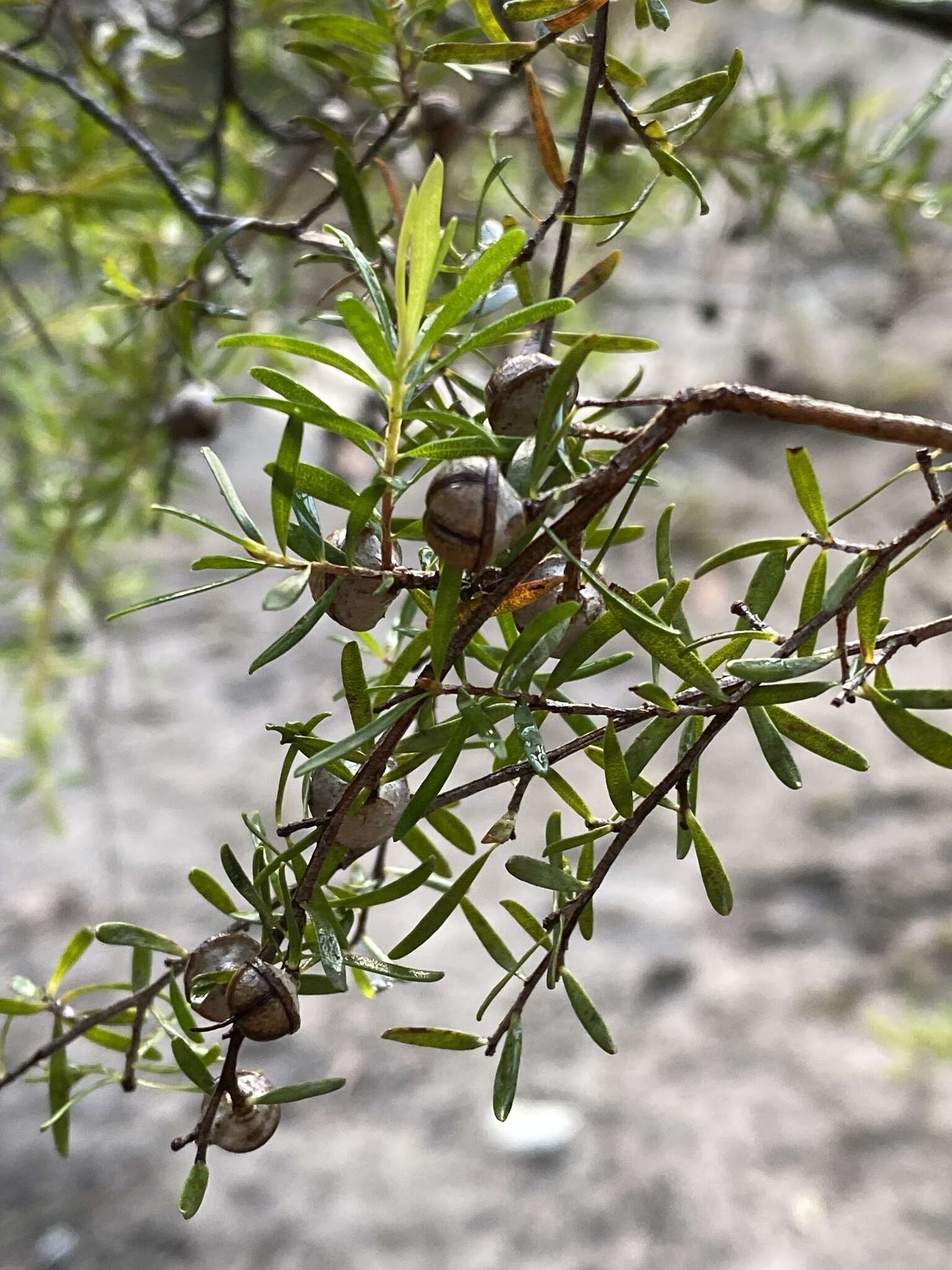 Sivun Leptospermum polygalifolium Salisb. kuva