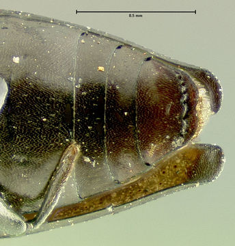 Image of <i>Aphanisticus sumatrensis</i> Kerremans 1900