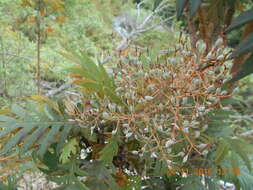 Image of parrotweed
