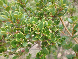 Alyxia buxifolia R. Br. resmi