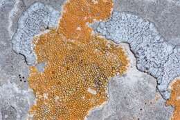 Image of orange lichen