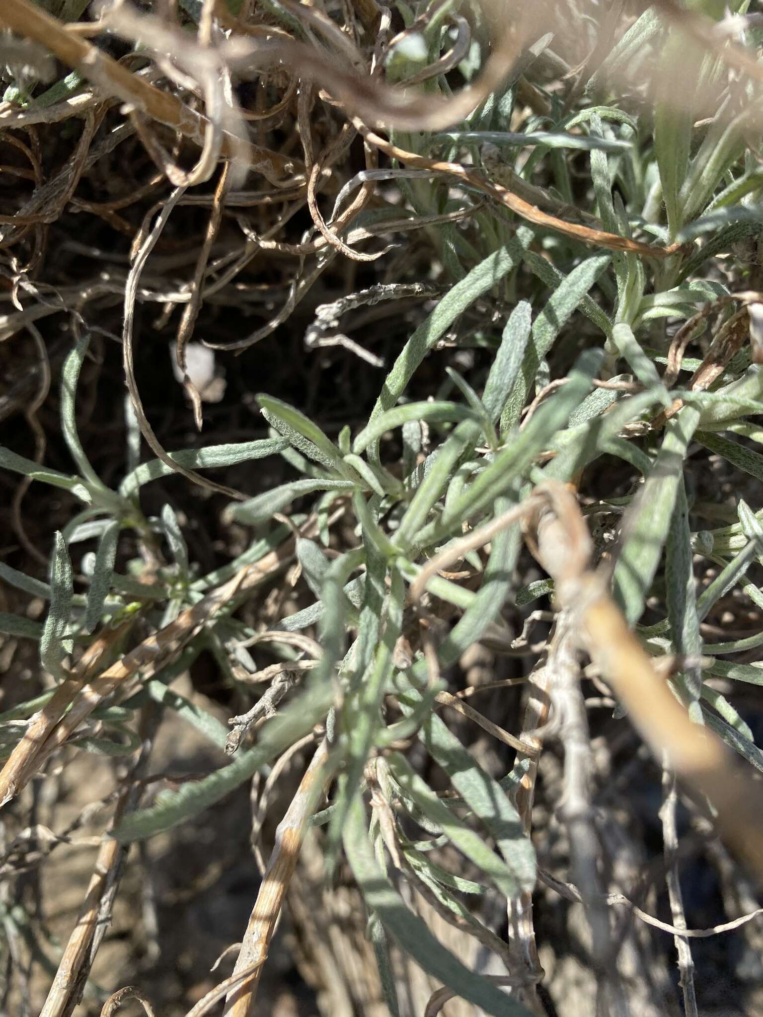 Image de Artemisia longifolia Nutt.