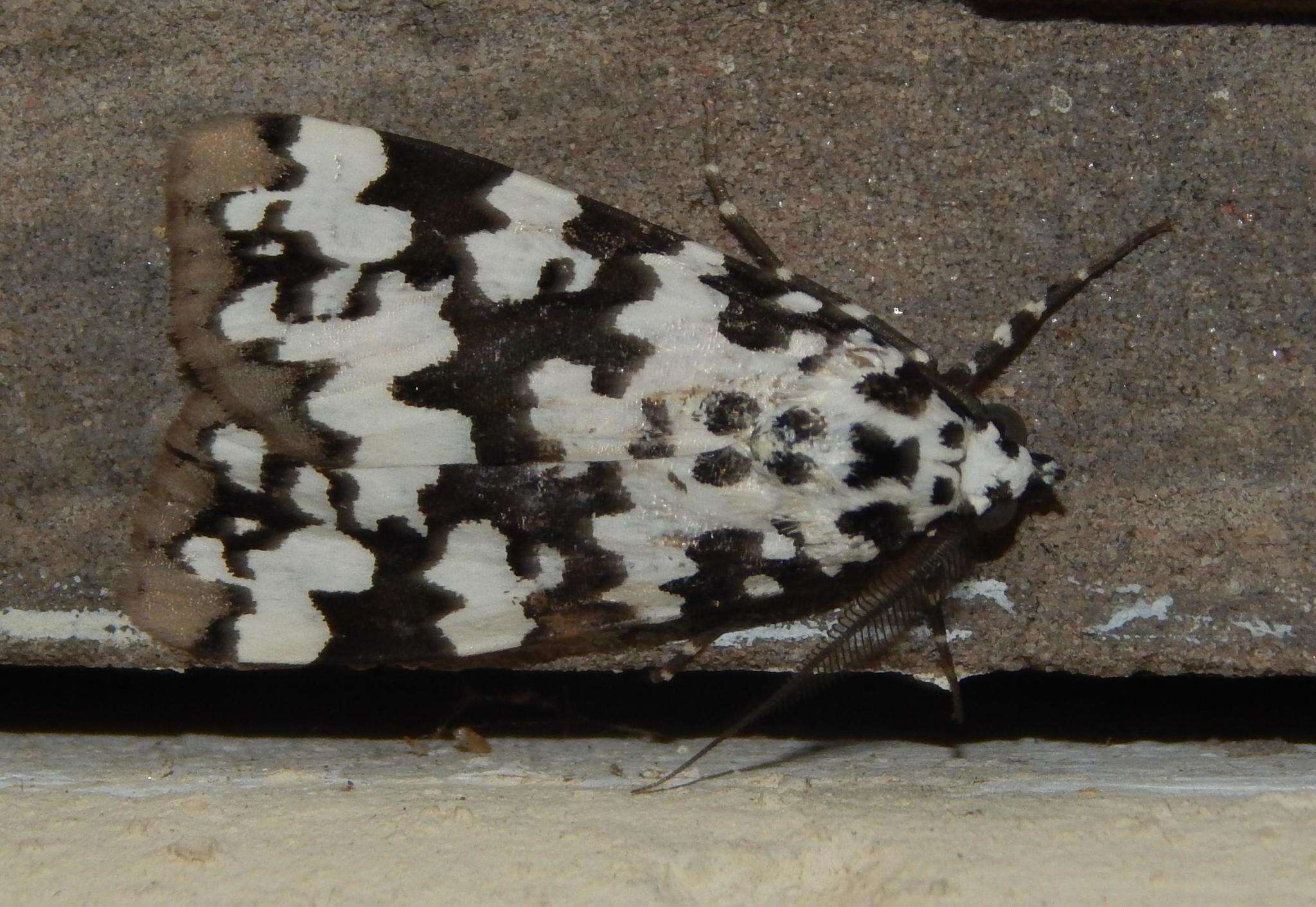 Image of <i>Sommeria spilosoma</i>