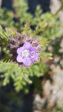 Image of Franklin's phacelia