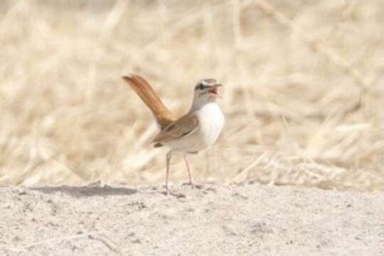 Image of Rufous Scrub Robin