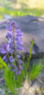 Image of Polygala comosa subsp. comosa