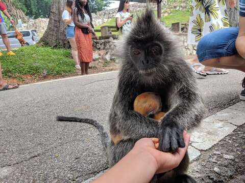 Image of Trachypithecus selangorensis Roos, Nadler & Walter 2008