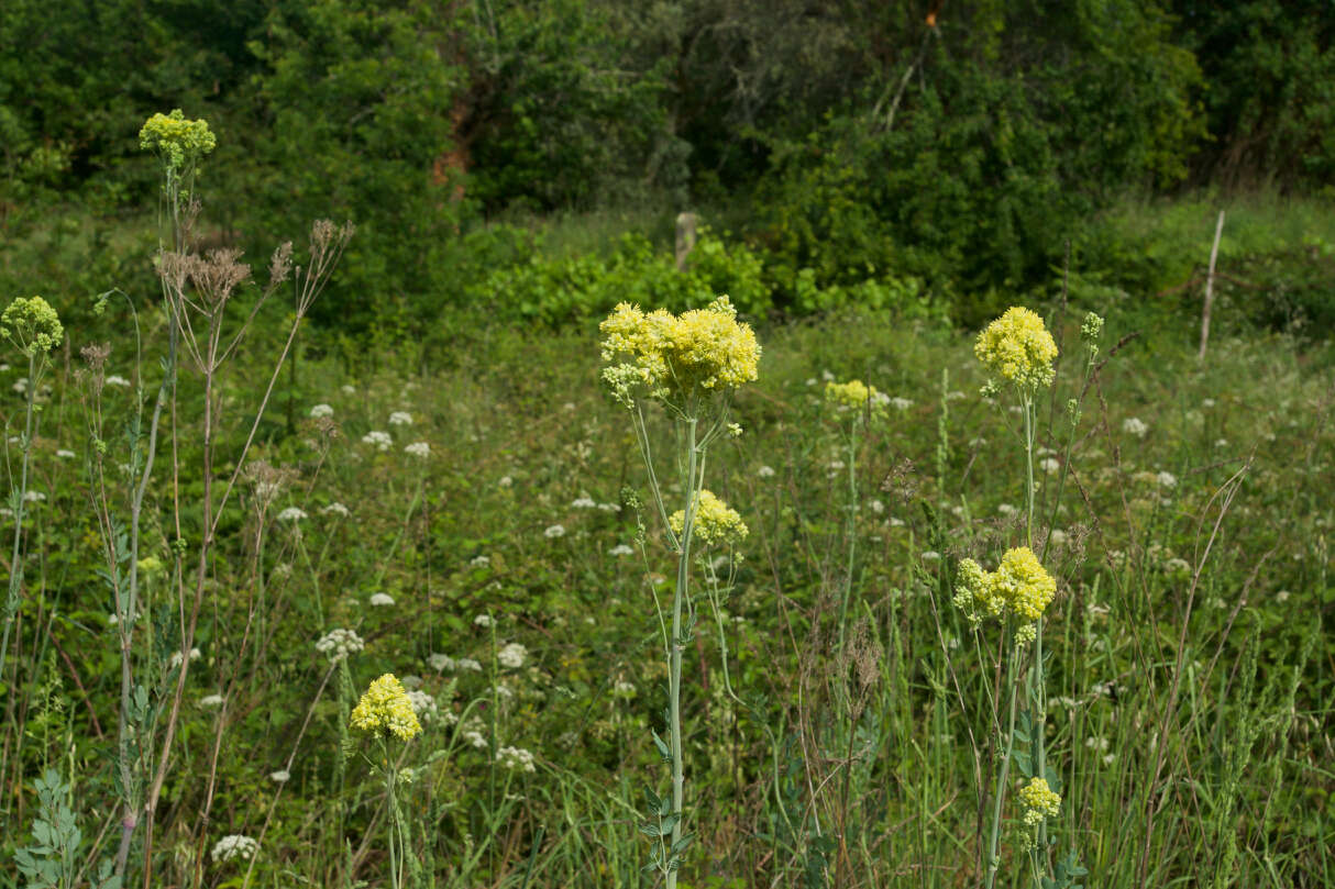 Thalictrum speciosissimum L. resmi