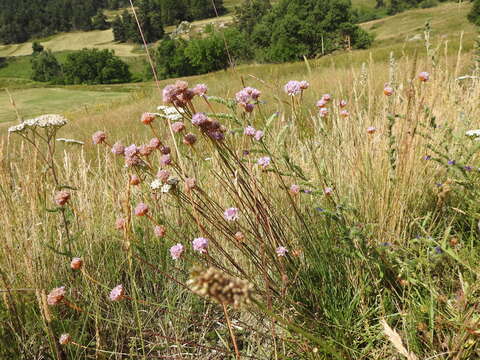 Image of Armeria arenaria (Pers.) Schult.