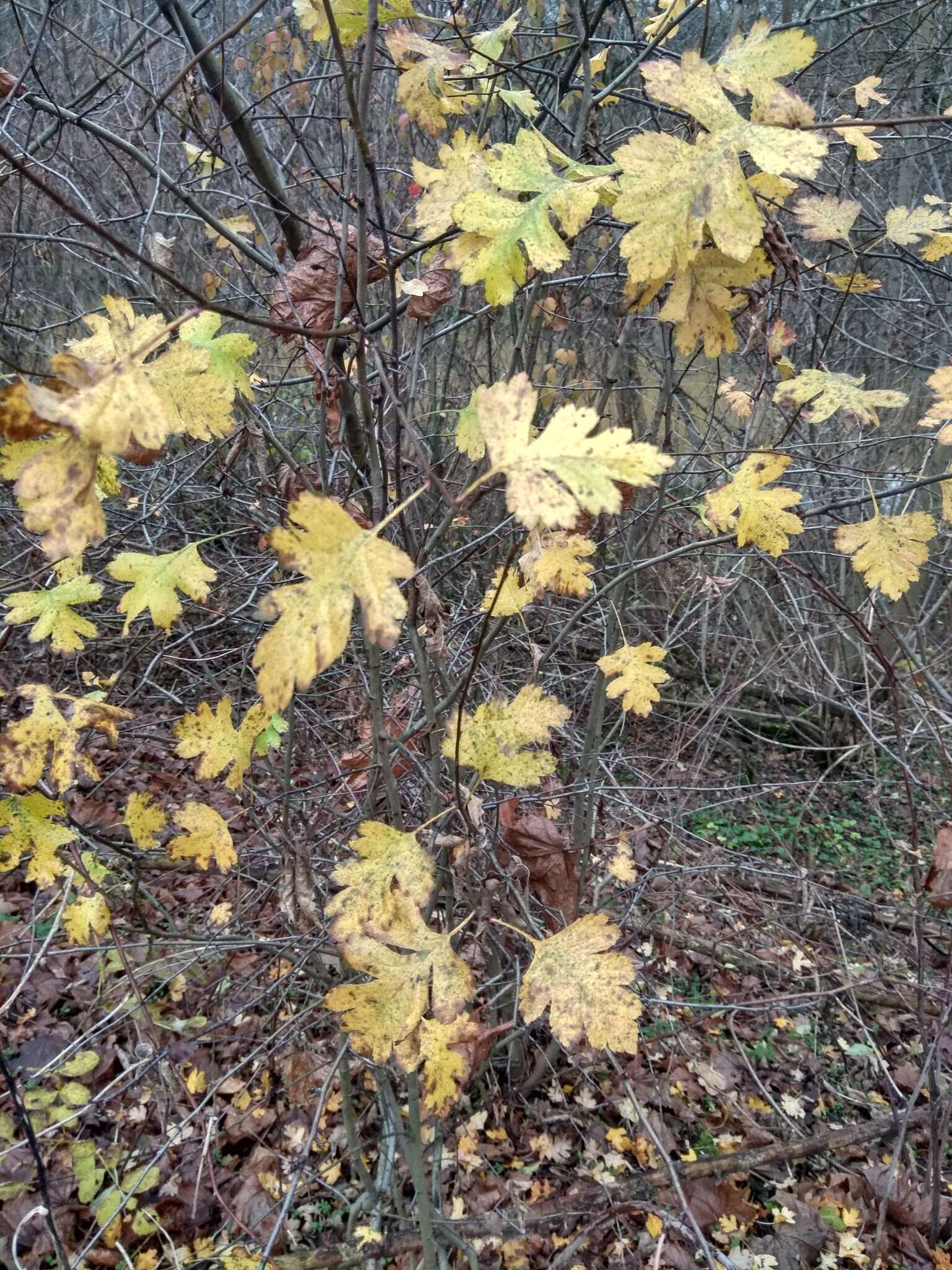 Слика од Crataegus rhipidophylla Gand.